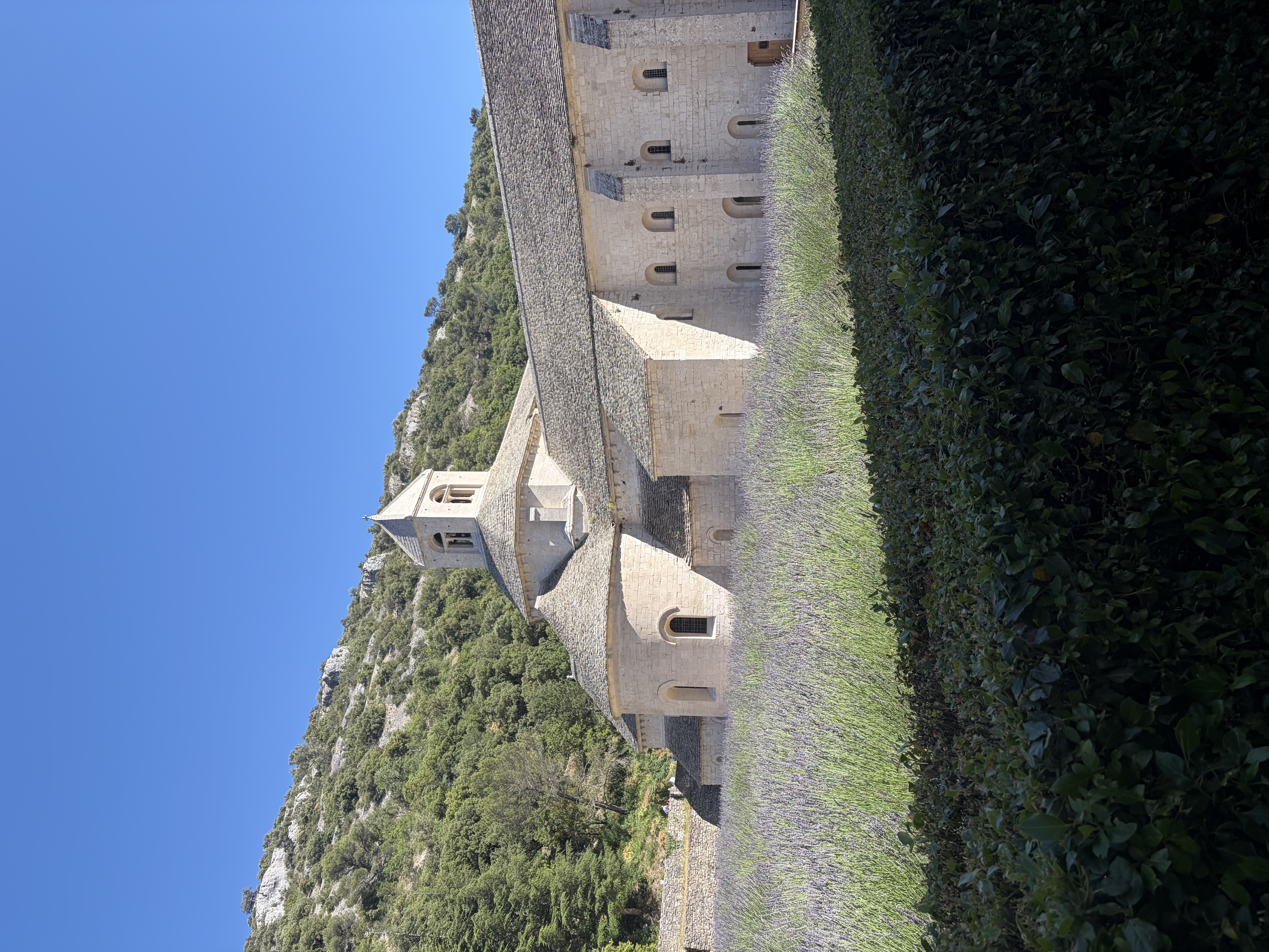 Besucher in Lavendelfeldern neben der Abbaye de Sénanque, mittelalterliches Klostergebäude aus gelblichem Stein mit grünen efeubedeckten Wänden und blühenden Lavendelfeldern in der Provence