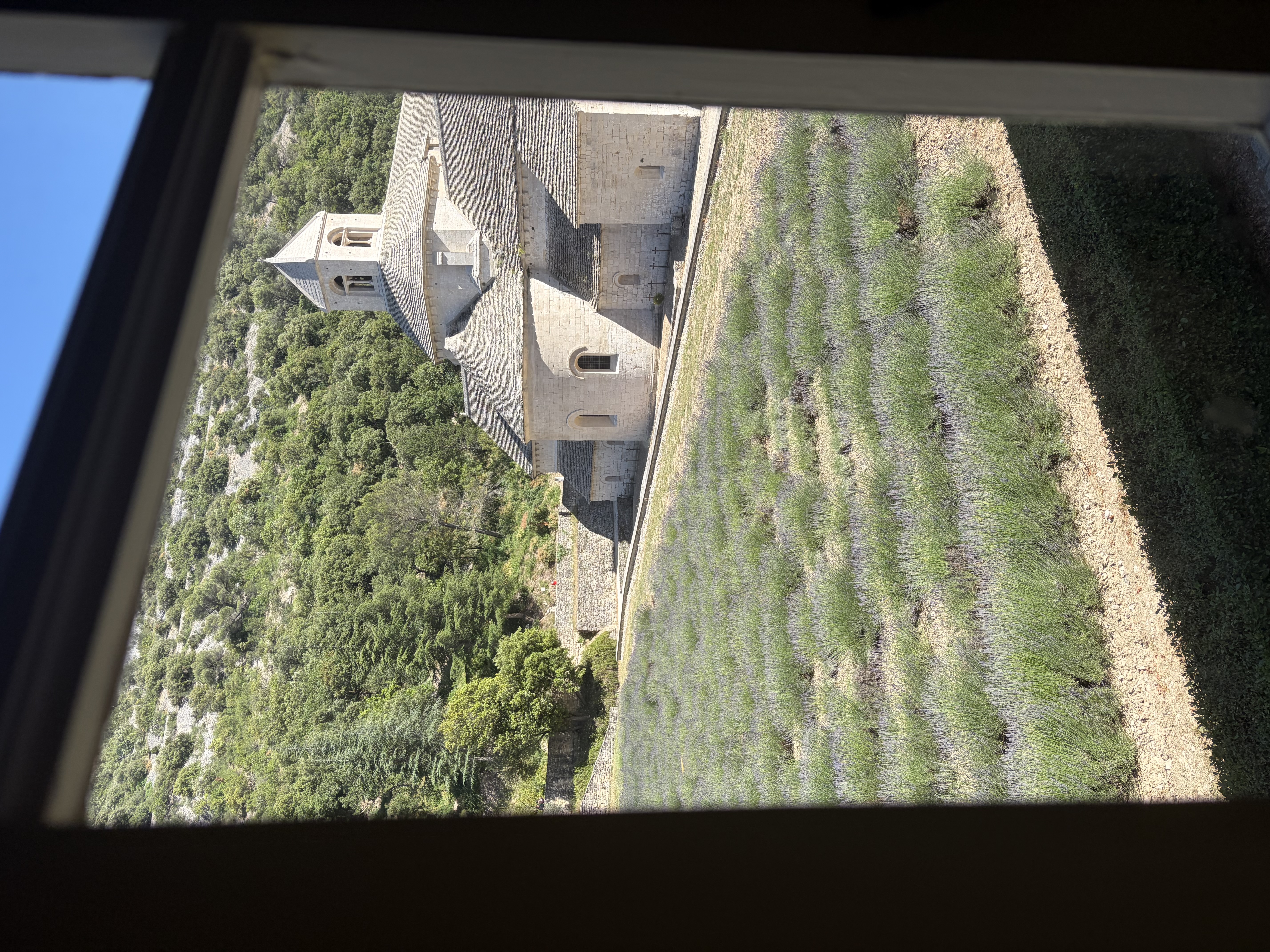Besucher in Lavendelfeldern neben der Abbaye de Sénanque, mittelalterliches Klostergebäude aus gelblichem Stein mit grünen efeubedeckten Wänden und blühenden Lavendelfeldern in der Provence