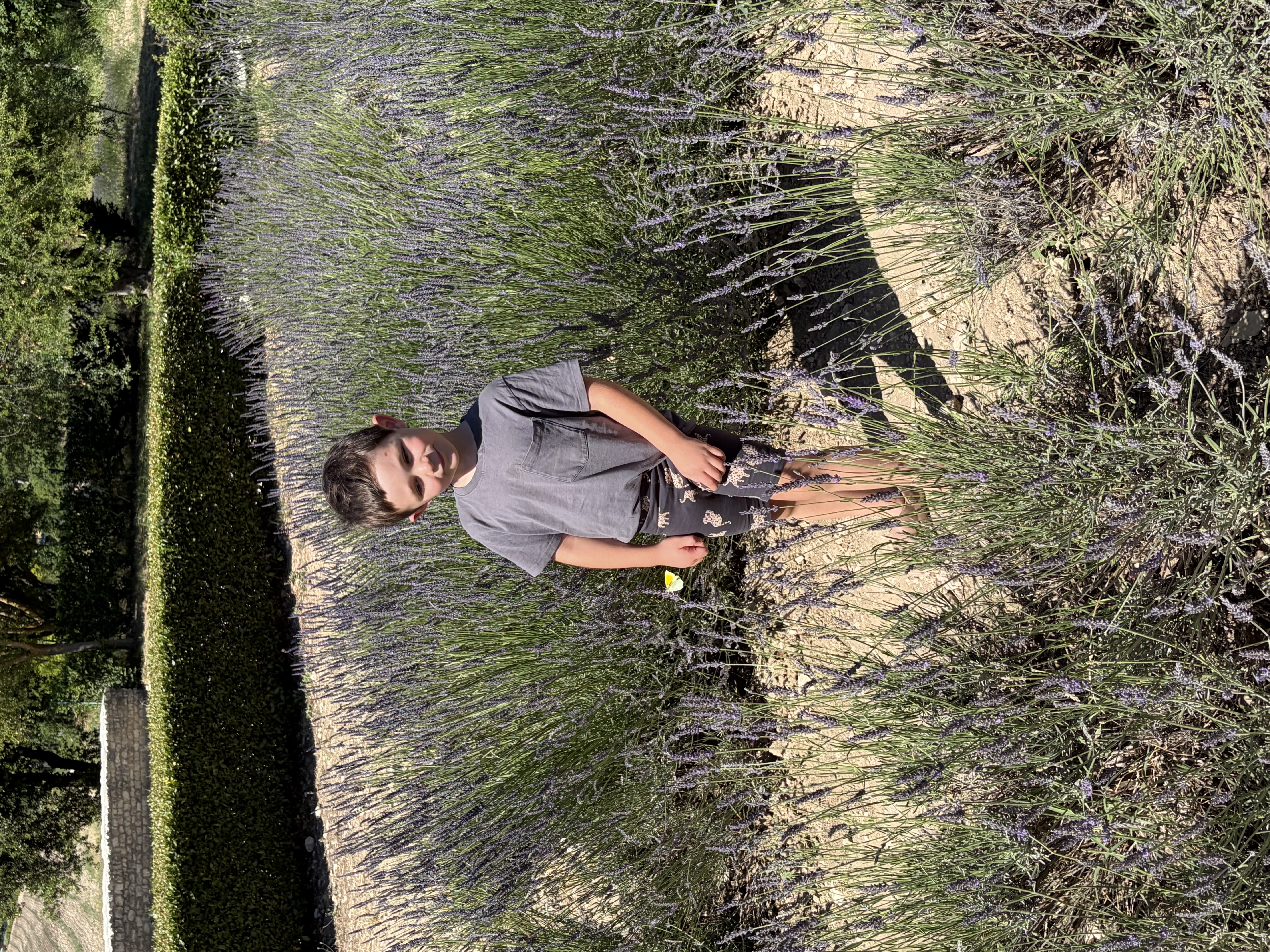 Ein Kind steht in den Lavendelreihen des Senanque Klosters, umgeben von violetten Blüten in voller Blüte. Das Kind schaut auf die Blüten herab. Die Sonne wirft lange Schatten zwischen die Reihen. Im Hintergrund das mittelalterliche Klostergebäude aus hellem Stein mit Ziegeldach, eingebettet in die grüne Hügellandschaft der Provence.